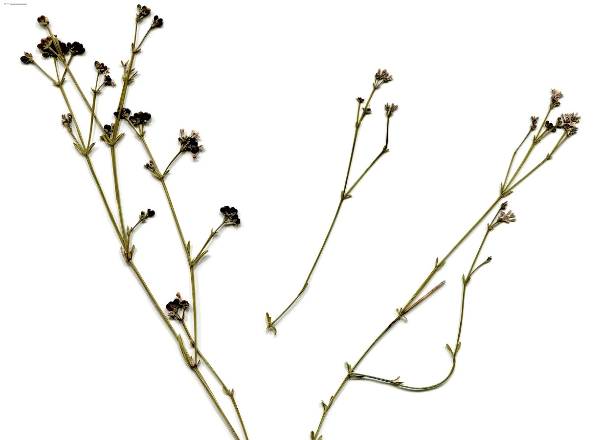 Asperula occidentalis (Rubiaceae)